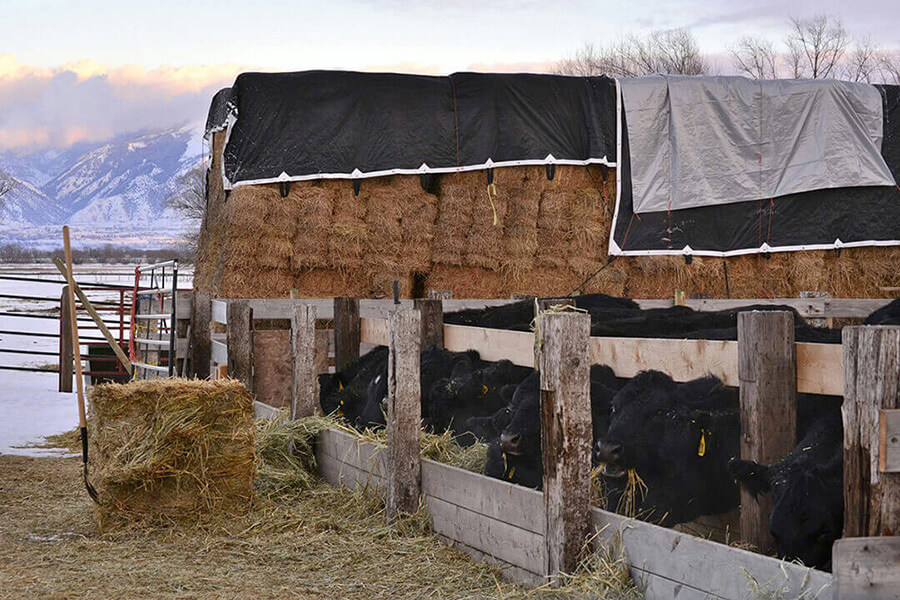 Cattle feeding, Mendon, Utah