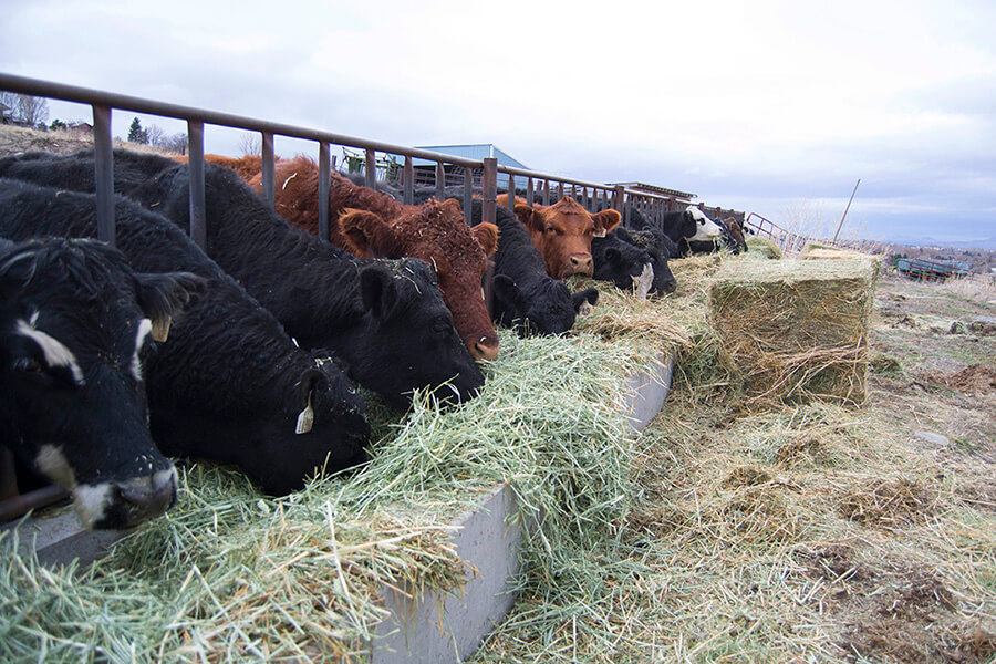 Cattle feeding at RJ Jensen and Sons, Mendon, Utah