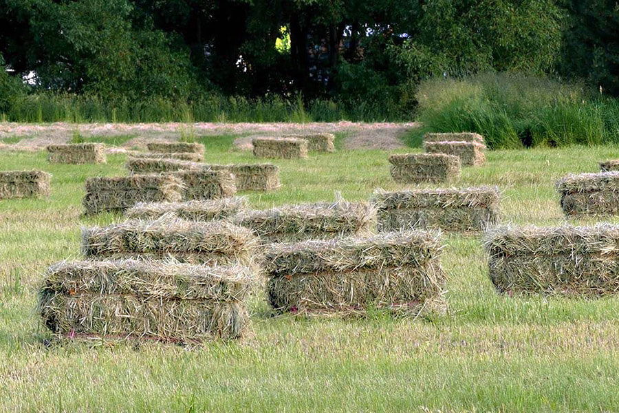 Hay field, Mendon, Utah