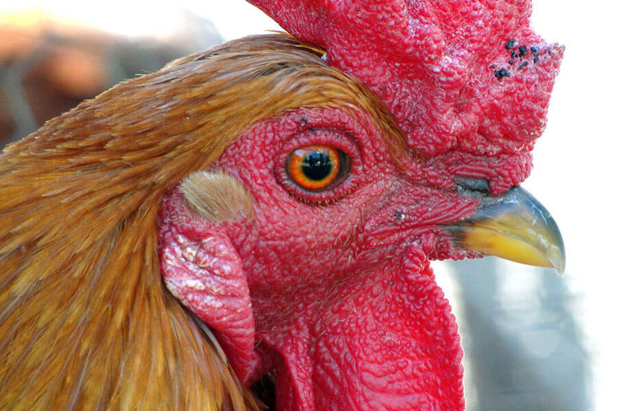 Rooster
